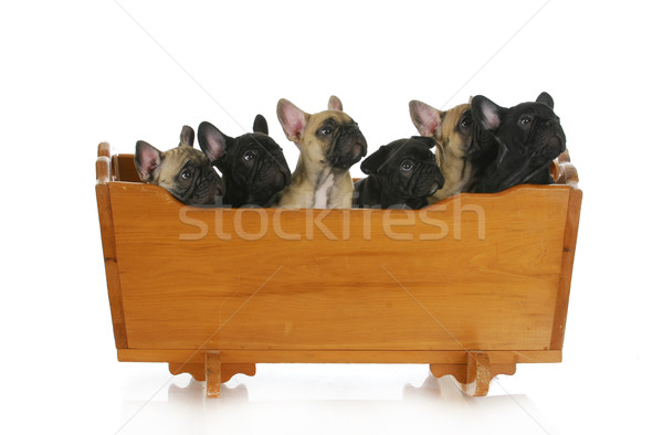 子犬 フランス語 ブルドッグ クレードル 犬 友達 ストックフォト © willeecole