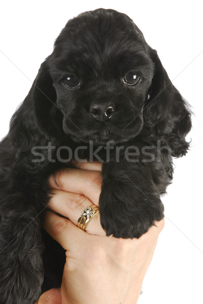 hand holding puppy Stock photo © willeecole