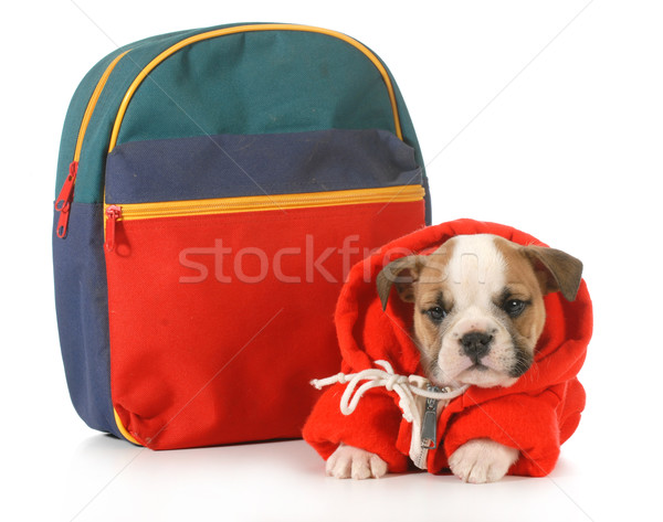 puppy classes Stock photo © willeecole