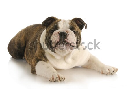 english bulldog Stock photo © willeecole