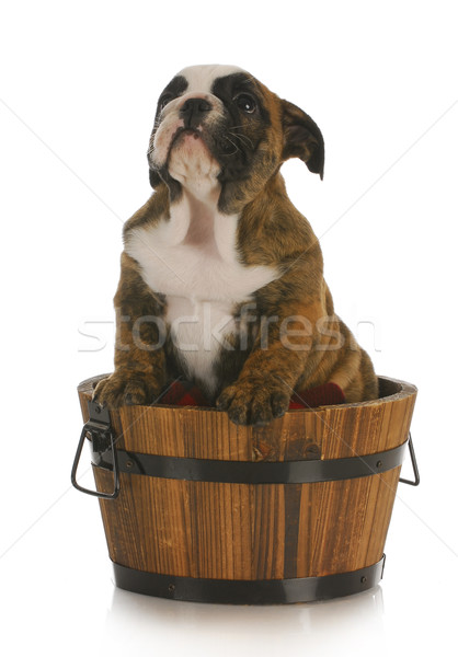 puppy in a bucket Stock photo © willeecole