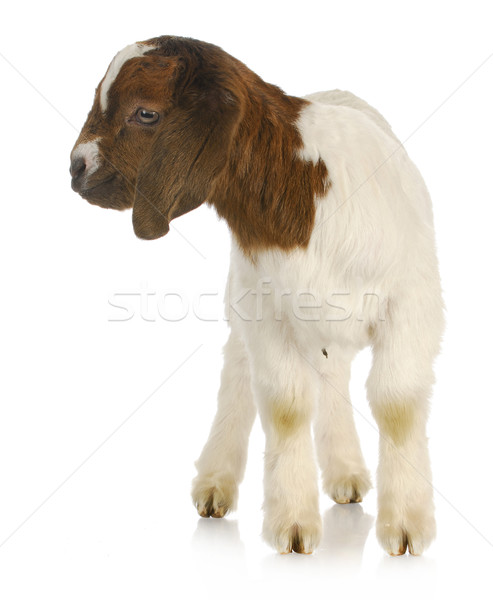 baby goat standing Stock photo © willeecole