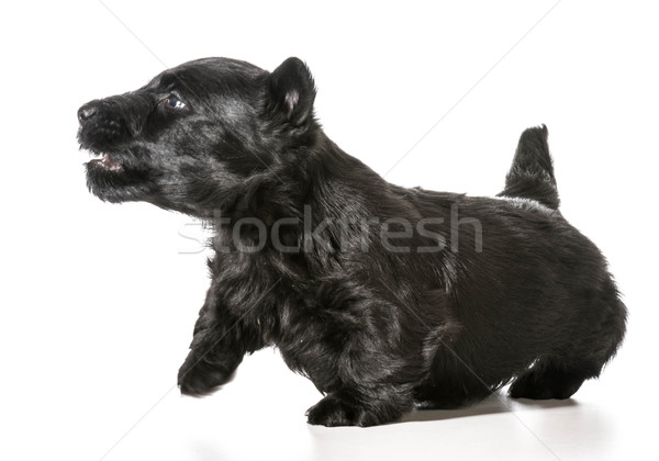 Scottish terrier puppy Stock photo © willeecole