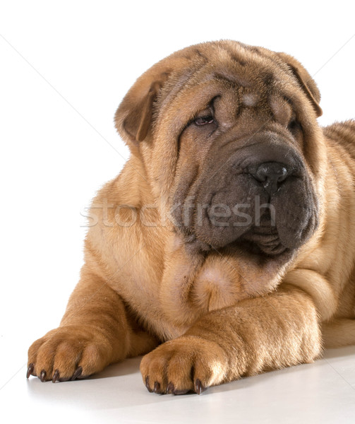 chinese shar pei puppy  Stock photo © willeecole