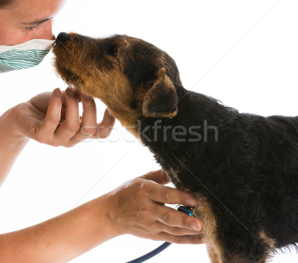 veterinary care Stock photo © willeecole