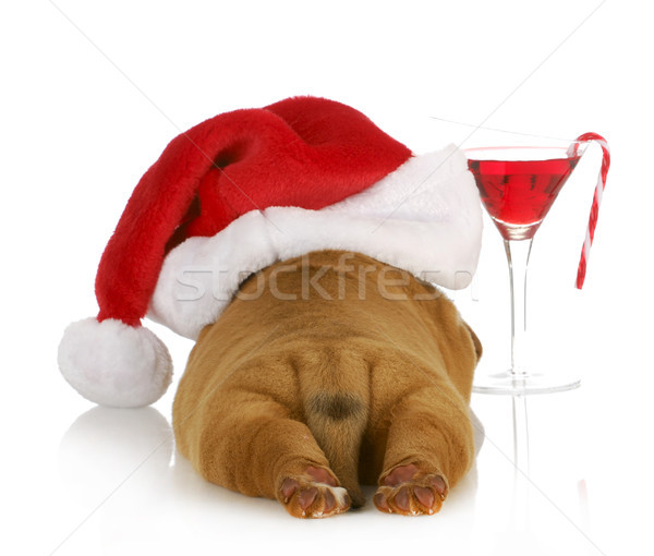 Navidad cachorro sombrero Foto stock © willeecole