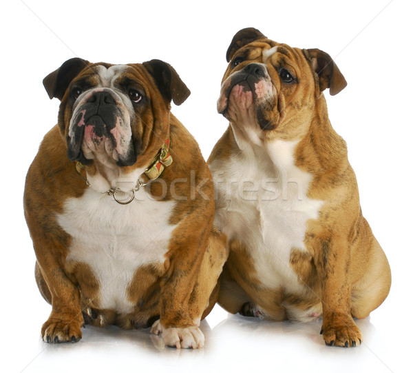 mother and daughter Stock photo © willeecole