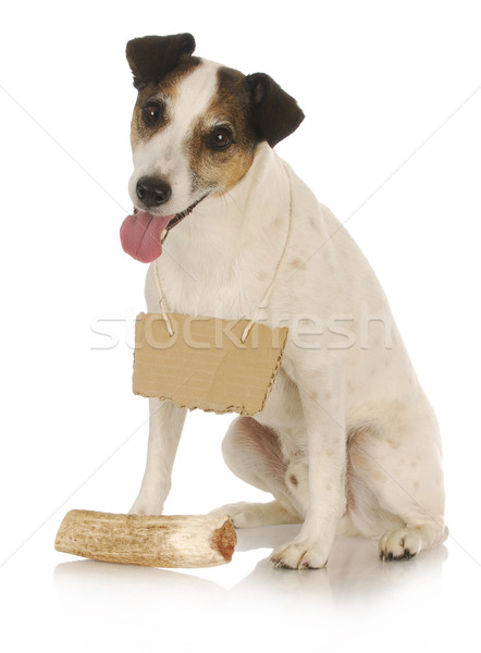 dog with bone Stock photo © willeecole