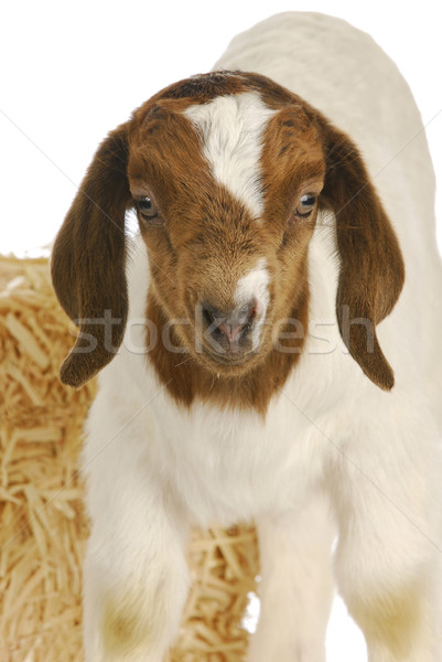 baby goat Stock photo © willeecole