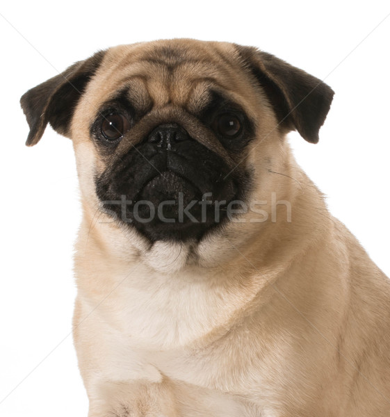 pug portrait Stock photo © willeecole