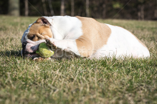 Foto stock: Cão · jogar · bola · inglês · buldogue · bola · de · tênis