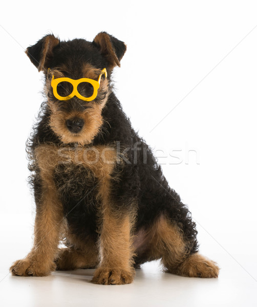 cute puppy Stock photo © willeecole