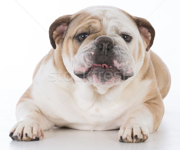 dog with funny expression Stock photo © willeecole