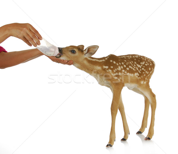 hand raising fawn Stock photo © willeecole