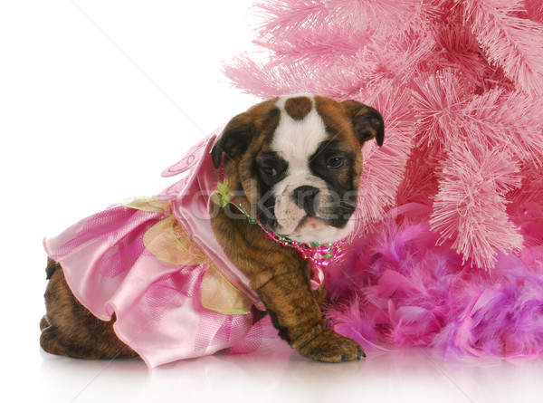 cute female puppy Stock photo © willeecole
