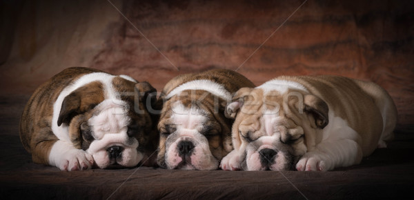 cute puppies Stock photo © willeecole
