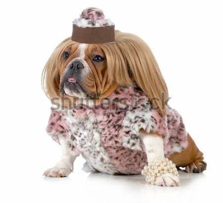 female dog Stock photo © willeecole