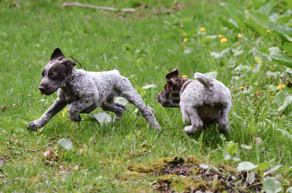 Cane inseguimento cuccioli altro erba foresta Foto d'archivio © willeecole