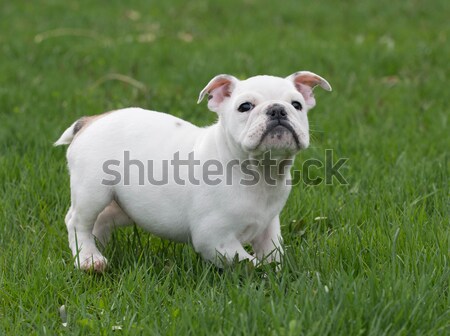 Engleză buldog căţeluş joc iarbă câine Imagine de stoc © willeecole