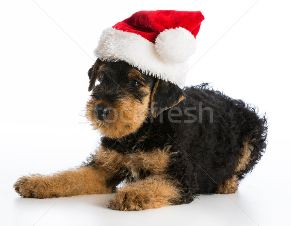 christmas puppy Stock photo © willeecole