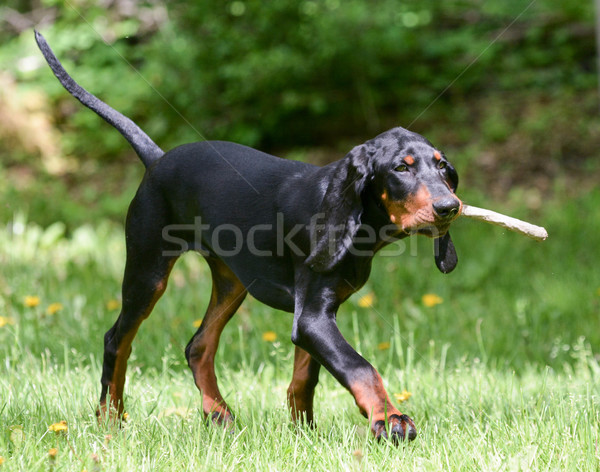 Stock photo: dog playing fetch