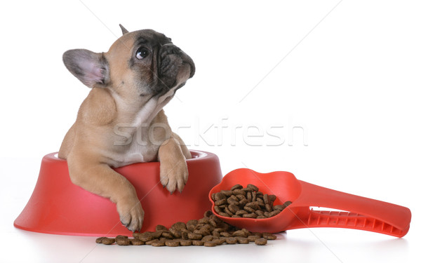 puppy nutrition Stock photo © willeecole
