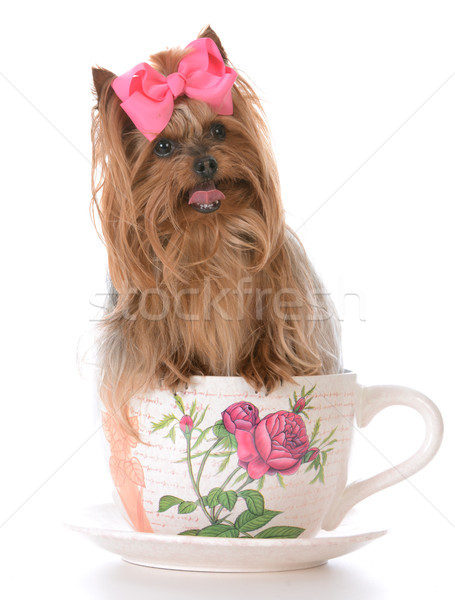 Cute yorkshire terrier tazza da tè adorabile Foto d'archivio © willeecole