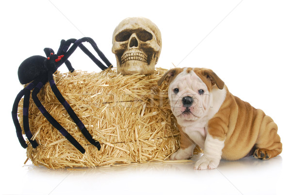 halloween puppy Stock photo © willeecole