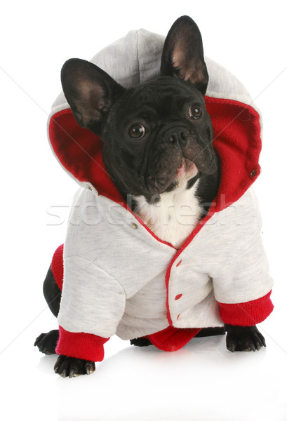 Hund tragen Mantel Französisch Bulldogge rot Stock foto © willeecole