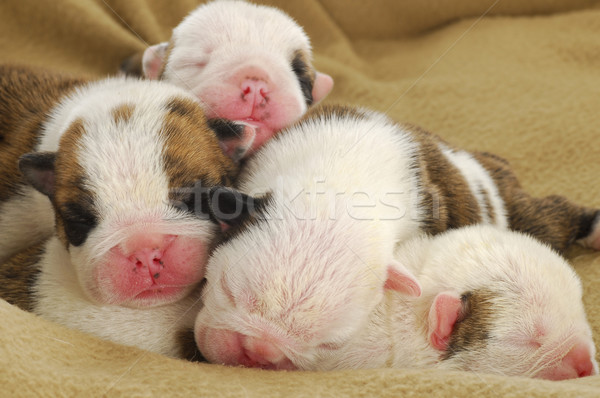 Jeden tydzień starych szczeniąt angielski bulldog Zdjęcia stock © willeecole