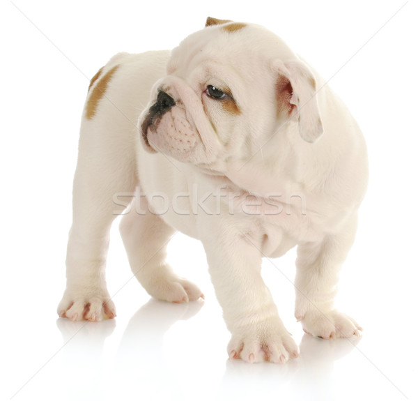 Zdjęcia stock: Bulldog · szczeniak · angielski · stałego · biały · osiem