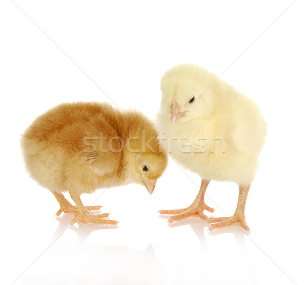 newborn chicks Stock photo © willeecole