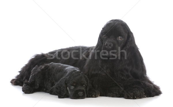 Mère fille chiens blanche jeunes animal [[stock_photo]] © willeecole