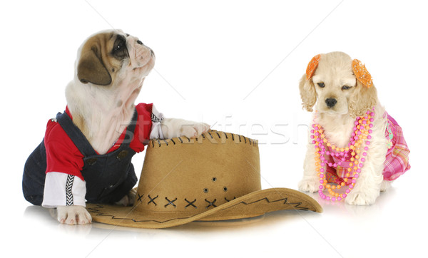 [[stock_photo]]: Cute · chien · couple · anglais · bulldog · up