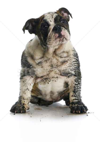 Koszos kutya sáros angol bulldog kutyakölyök Stock fotó © willeecole