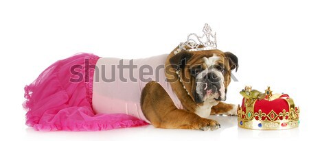 Princesa rana Inglés bulldog hasta como Foto stock © willeecole