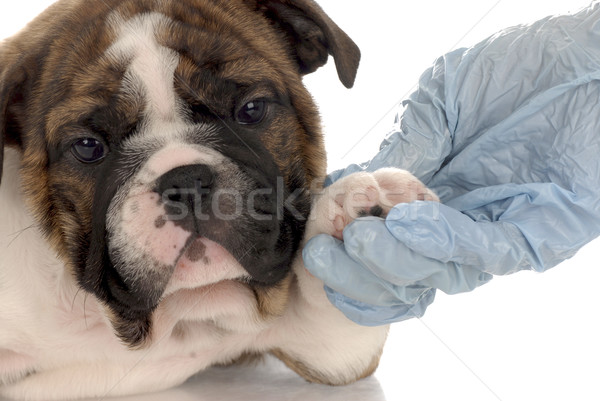 seven week old english bulldog puppy going for vet check-up Stock photo © willeecole