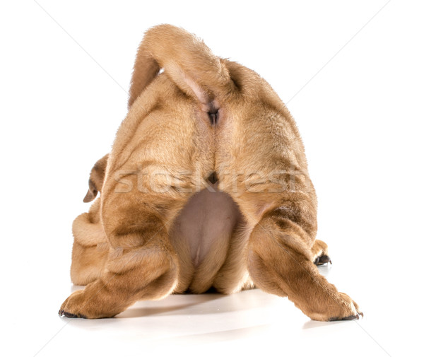 female dog bum Stock photo © willeecole
