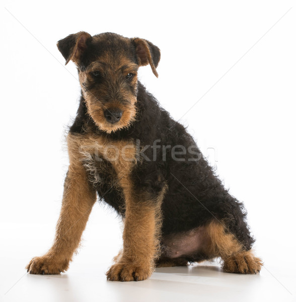 cute puppy Stock photo © willeecole