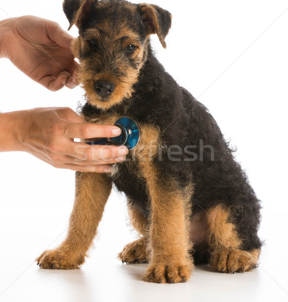 veterinary care Stock photo © willeecole