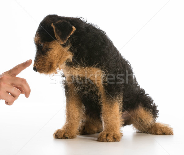 scolding puppy Stock photo © willeecole