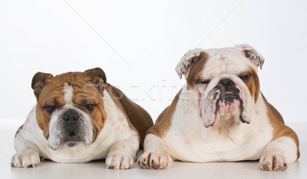 two english bulldogs  Stock photo © willeecole