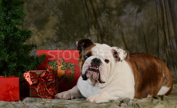 Stock foto: Weihnachten · Hunde · Hund · Englisch · Bulldogge · Verlegung