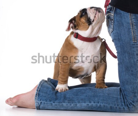 Frau Hund Beine Welpen Fuß Hintergrund Stock foto © willeecole