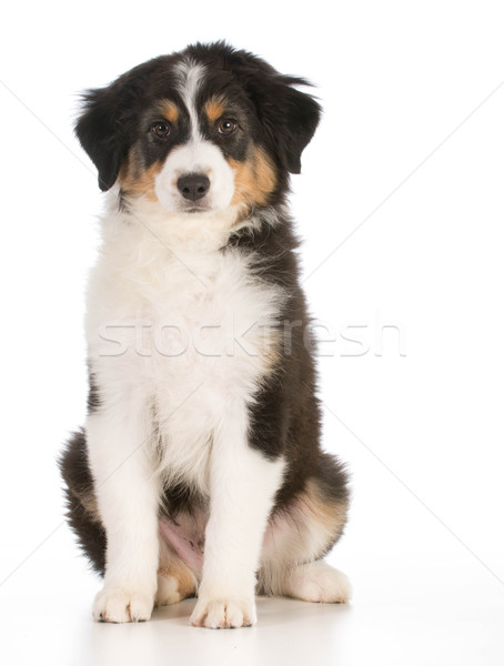 Stock photo: australian shepherd puppy