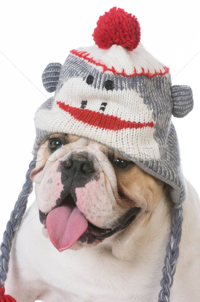 dog wearing hat Stock photo © willeecole