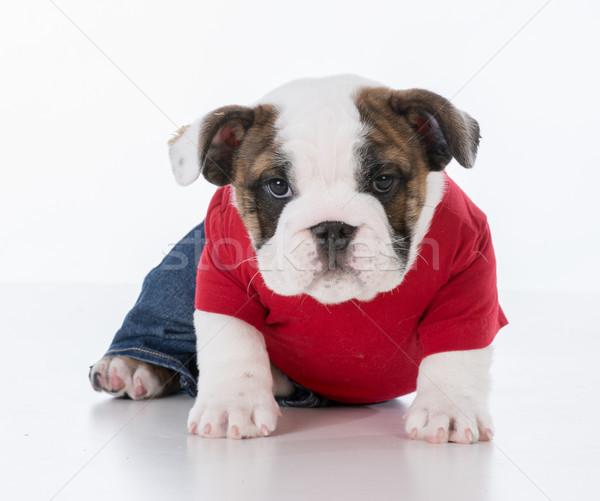 cute puppy wearing clothing Stock photo © willeecole