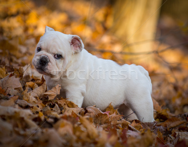 Chiot jouer à l'extérieur automne bulldog [[stock_photo]] © willeecole