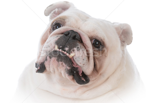 Hond bulldog tong opknoping Stockfoto © willeecole