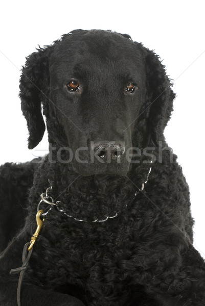 curly coated retriever Stock photo © willeecole